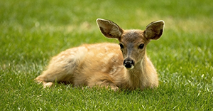 Fawn at Filberg Park - Comox, BC