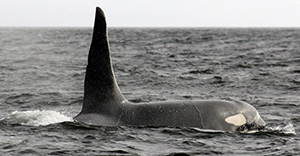 Orca Whale - Pacific Rim National Park