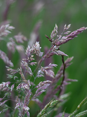 Purple Haze - Grass field Vancouver Island, BC